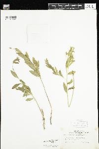 Comandra umbellata image
