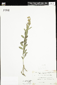 Comandra umbellata image