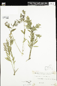 Comandra umbellata image