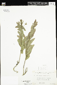 Comandra umbellata image