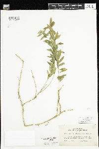 Comandra umbellata image