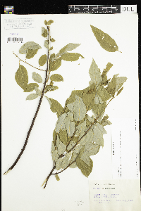 Salix cordata image