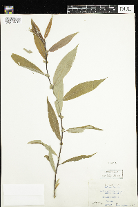 Salix cordata image