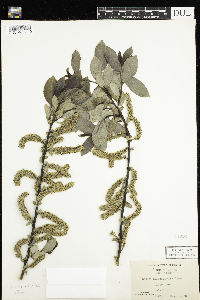 Salix myricoides image
