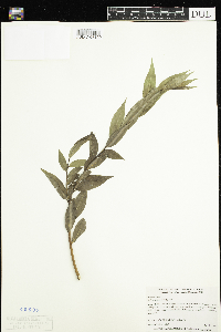 Salix serissima image