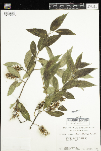Salix serissima image