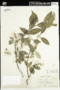 Salix serissima image