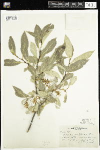 Salix serissima image