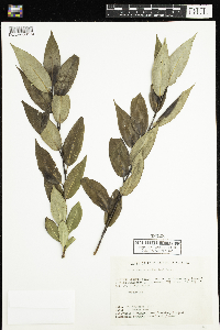 Salix serissima image