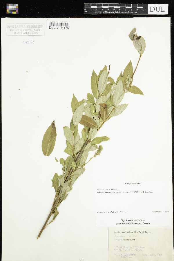 Salix serissima image