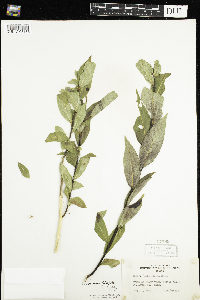 Salix serissima image