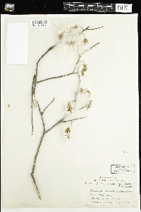 Salix pyrifolia image