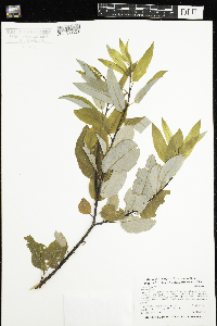 Salix pyrifolia image