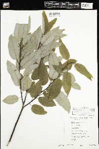 Salix pyrifolia image