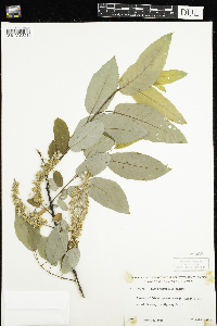 Salix pyrifolia image