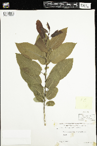 Salix pyrifolia image