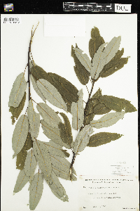 Salix pyrifolia image
