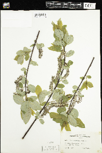 Salix pyrifolia image