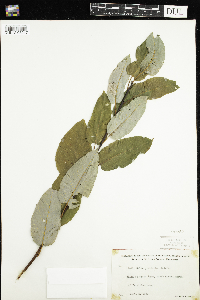 Salix pyrifolia image