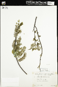 Salix pyrifolia image