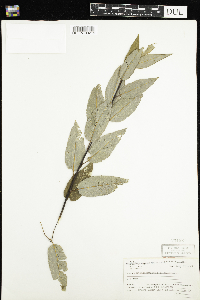 Salix pyrifolia image