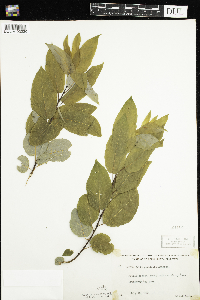 Salix pyrifolia image