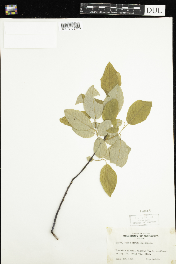 Salix pyrifolia image