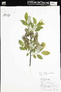 Salix pyrifolia image