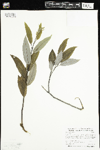 Salix pyrifolia image