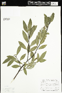 Salix pyrifolia image