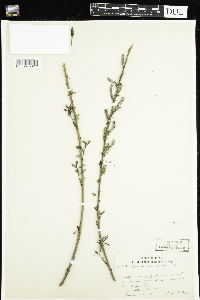 Salix purpurea image