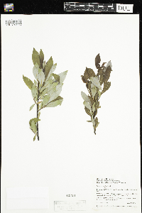 Salix planifolia image