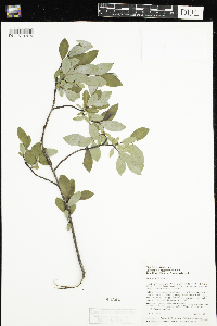 Salix planifolia image