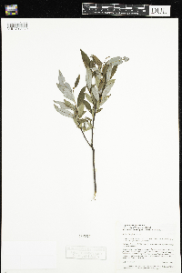 Salix planifolia image