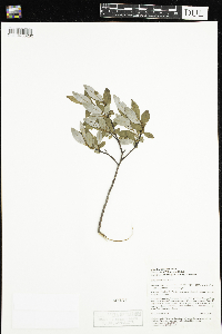 Salix planifolia image