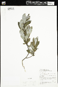 Salix planifolia image