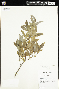 Salix planifolia image