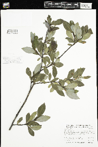 Salix planifolia image