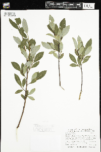 Salix planifolia image