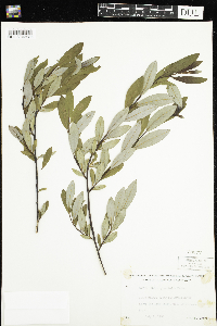 Salix planifolia image