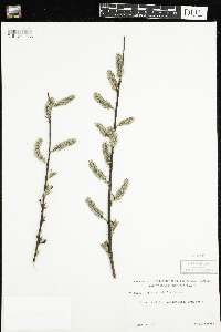 Salix planifolia image
