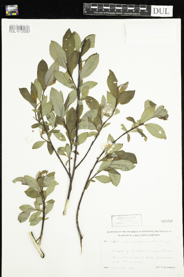 Salix planifolia image