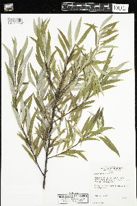 Salix petiolaris image