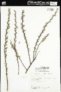Salix petiolaris image