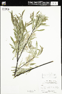 Scutellaria galericulata image