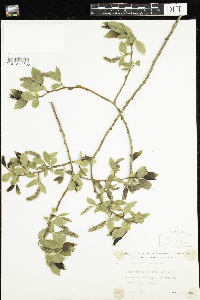 Salix pentandra image