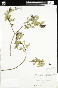 Salix pentandra image