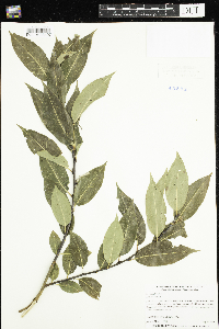 Salix pentandra image