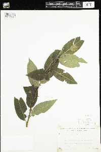 Salix pentandra image