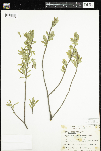 Salix pedicellaris image